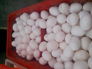 巅峰国际官网-钻营健全,你我一路成长