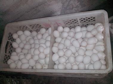 巅峰国际官网-钻营健全,你我一路成长